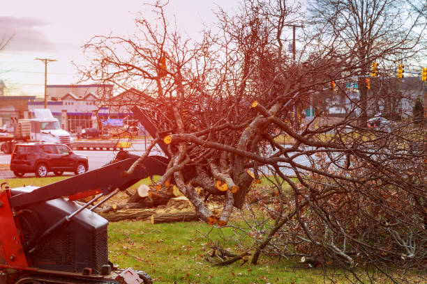 Rockford, MI Tree Care Company